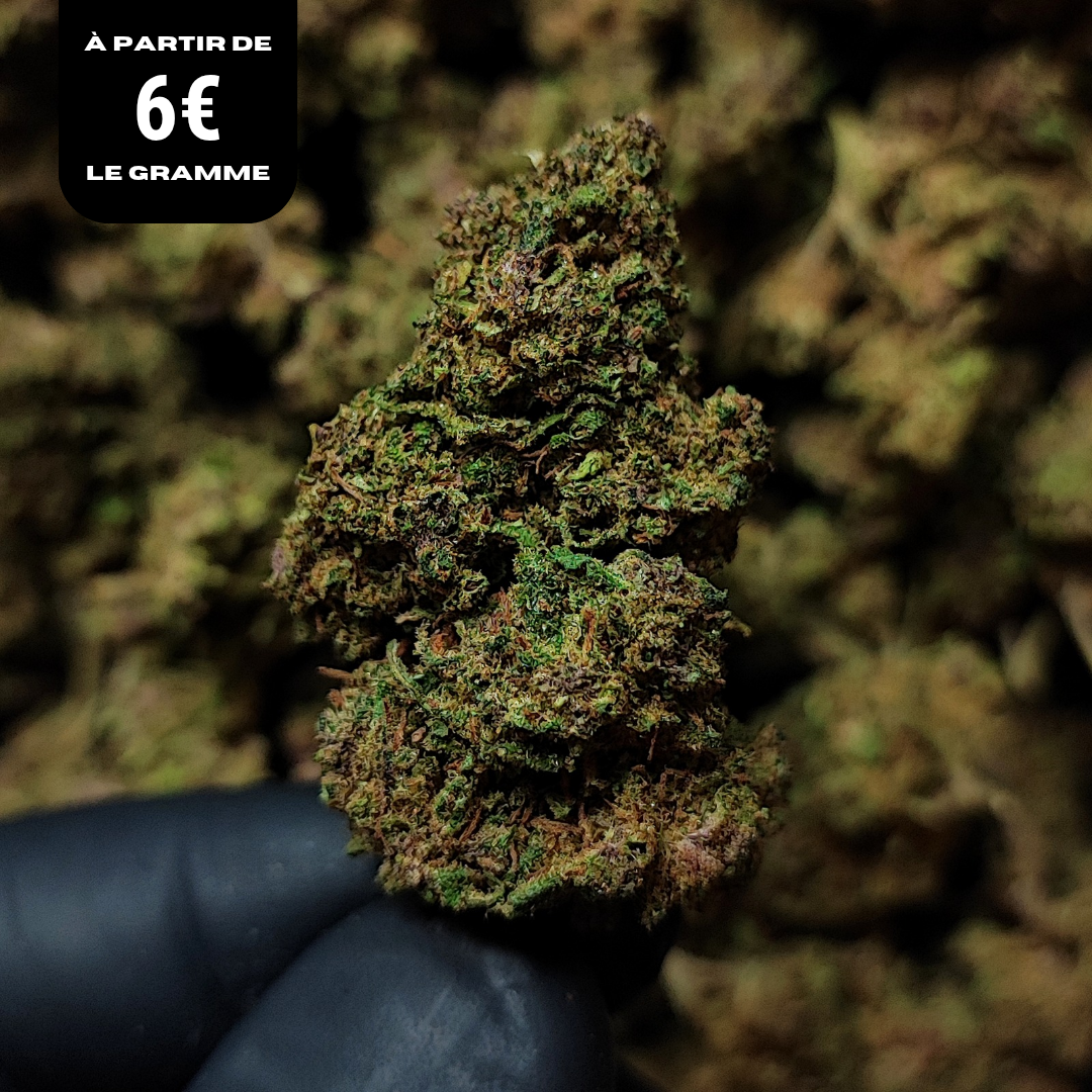 BLUEBERRY | STRONG 20% | GLASSHOUSE