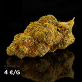Fleur de CBD Zushi Indoor – têtes denses et compactes, CBD 18 à 21 % – SUPRHEMP®