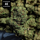 SNOW FLAKES | CBD | INDOOR