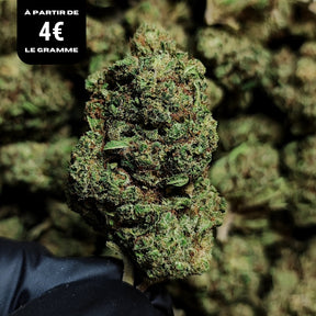 SNOW FLAKES | CBD | INDOOR