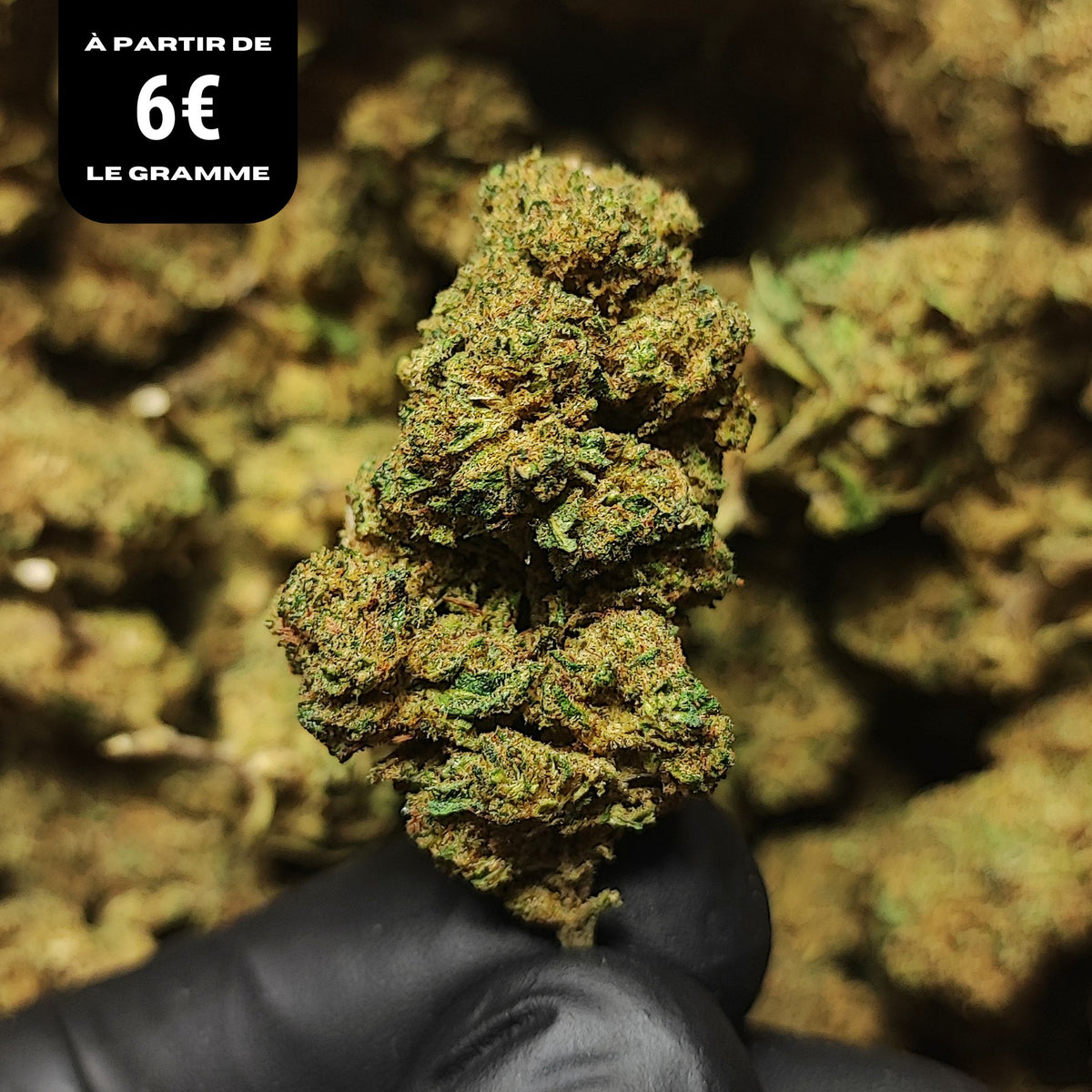 OBAMA RUNTZ | STR ++ 50% 🤯 | INDOOR