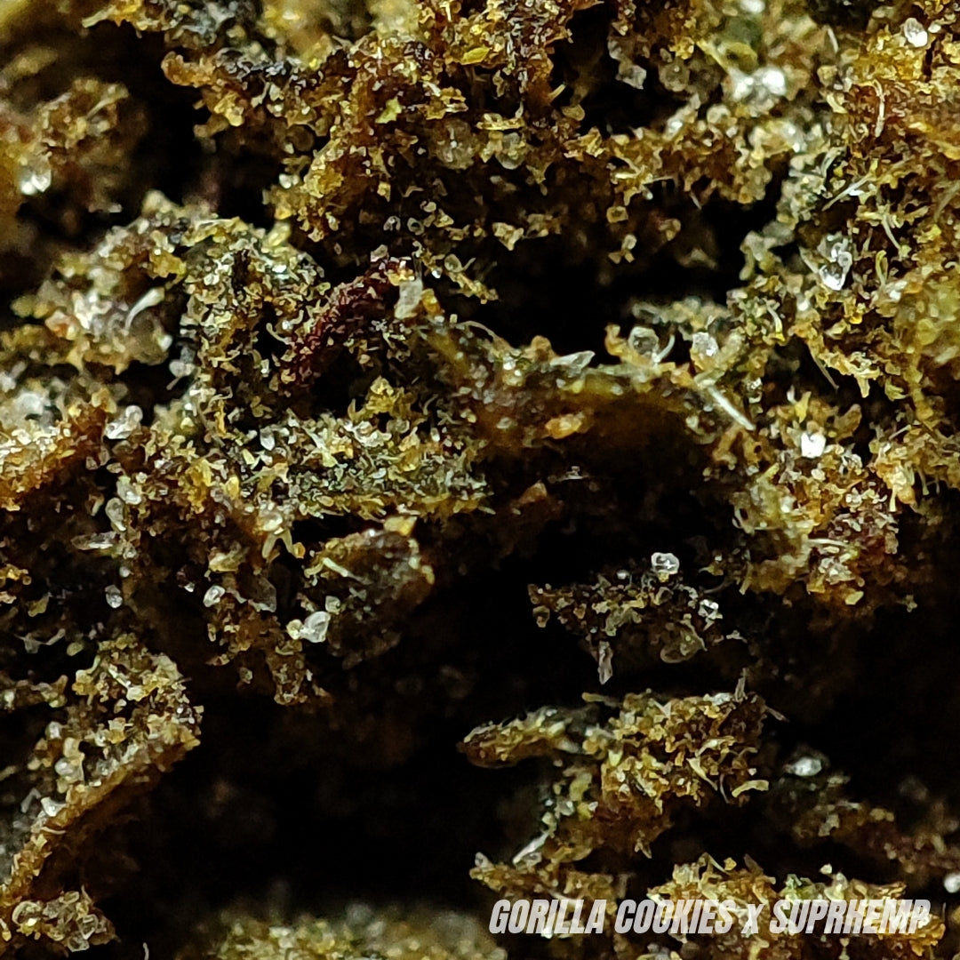 GORILLA COOKIES | STR 50% 🤯 | GLASSHOUSE