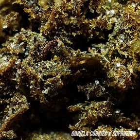 GORILLA COOKIES | STR 50% 🤯 | GLASSHOUSE