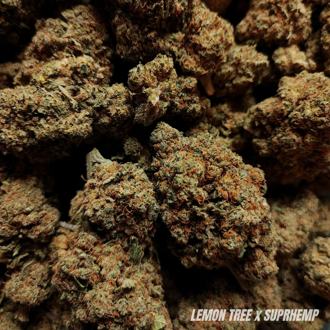 LEMON TREE | CBD | INDOOR HYDRO