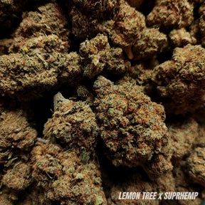 LEMON TREE | CBD | INDOOR HYDRO