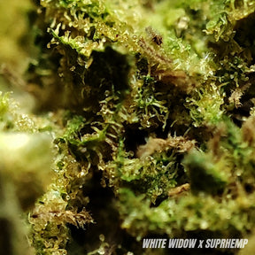 WHITE WIDOW | CBD | OUTDOOR | 10G