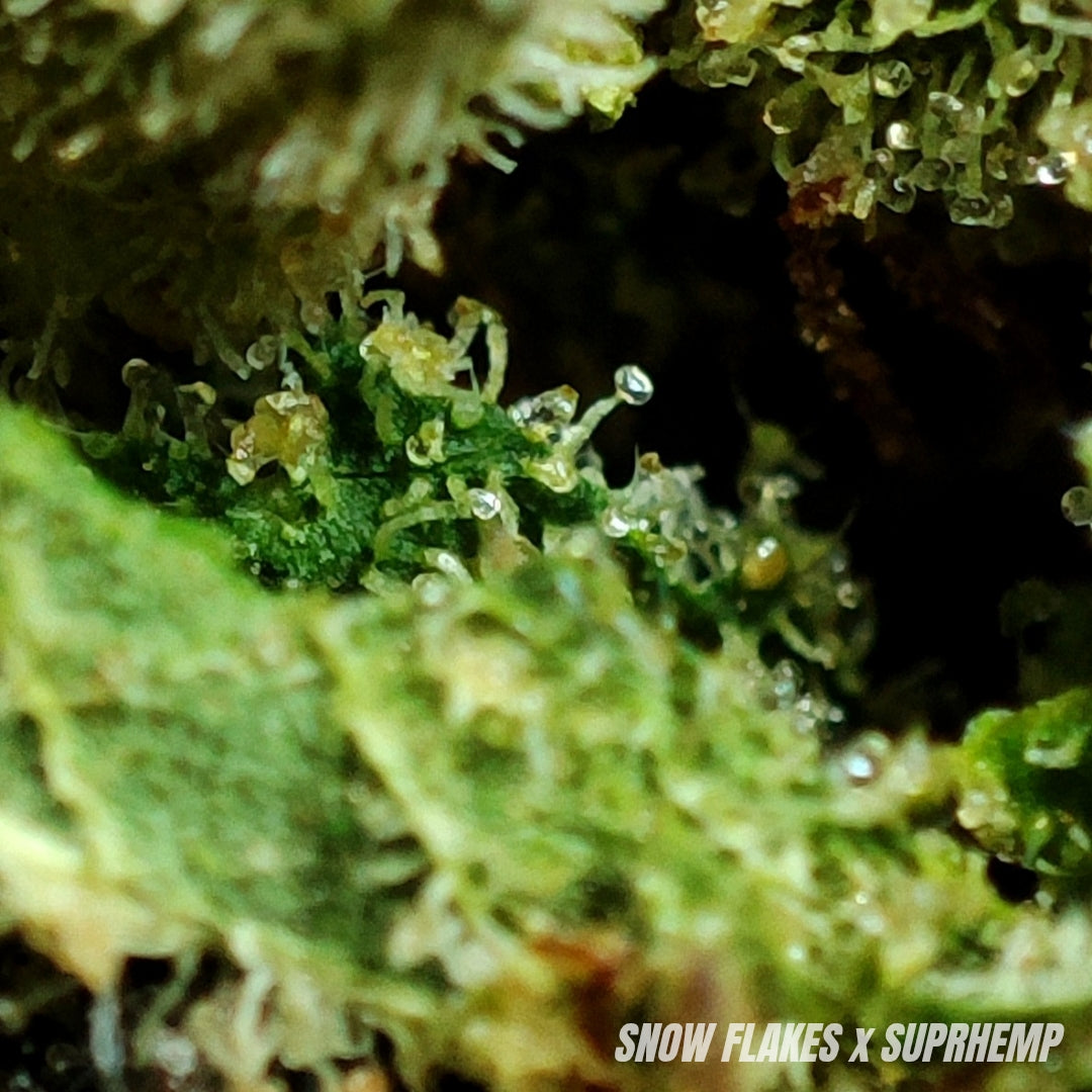 SNOW FLAKES | CBD | INDOOR