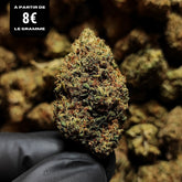 BLUE HAZE | STR ++ 50% 🤯 | INDOOR