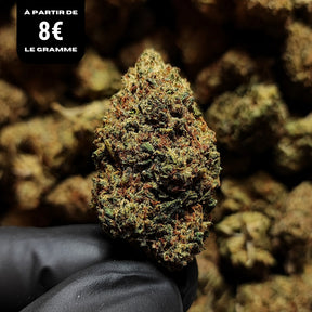 BLUE HAZE | STR ++ 50% 🤯 | INDOOR