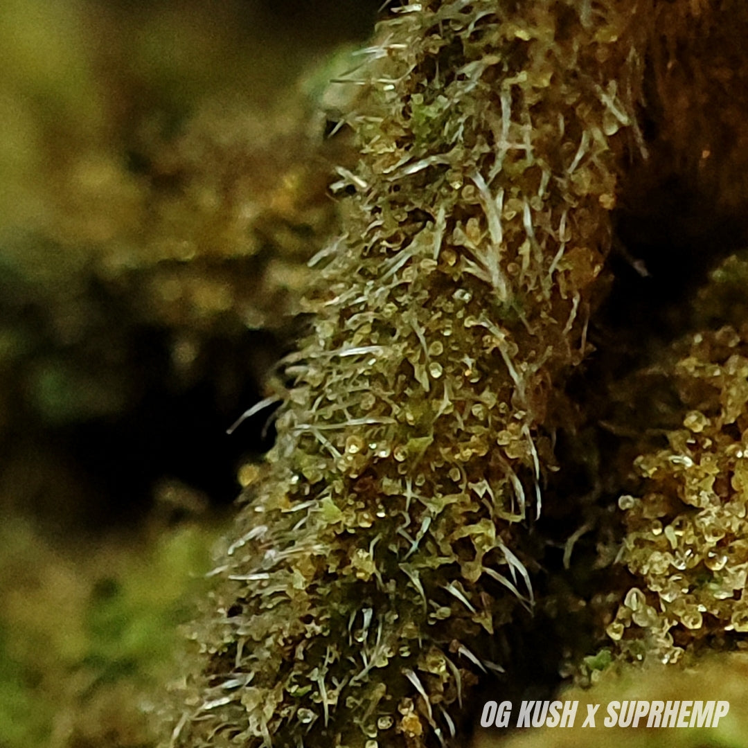 OG KUSH | CBD | OUTDOOR | 10G