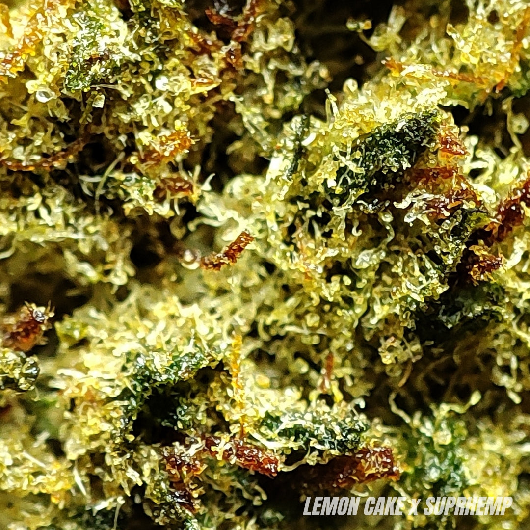 LEMON CAKE | STR ++ 50% 🤯 | INDOOR