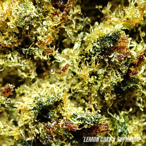 LEMON CAKE | STR ++ 50% 🤯 | INDOOR