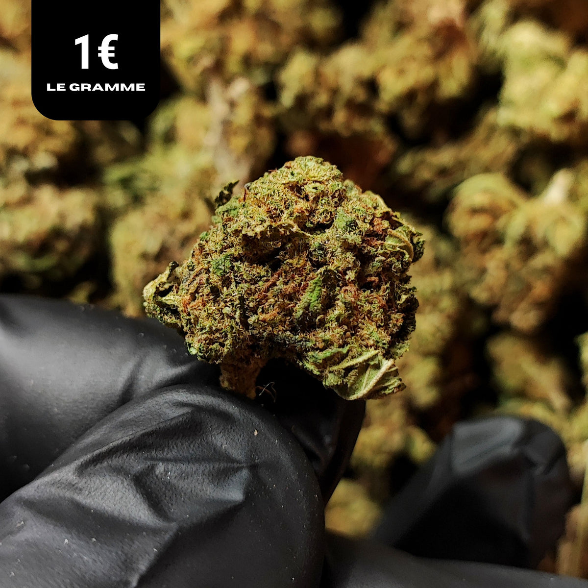 SMALL BUD CALIFORNIA HAZE | CBD | GREENHOUSE | 10G
