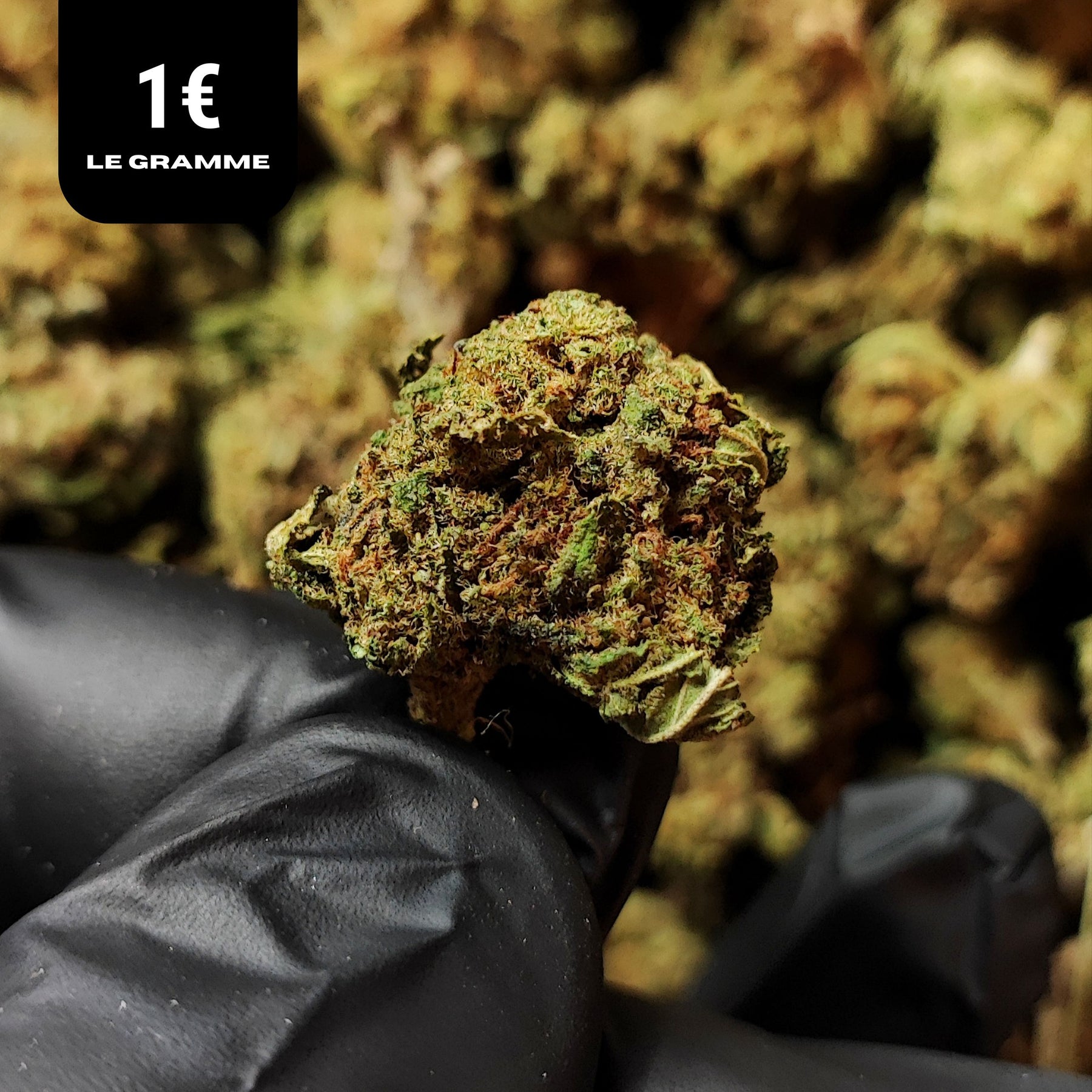 SMALL BUD CALIFORNIA HAZE | CBD | GREENHOUSE | 10G
