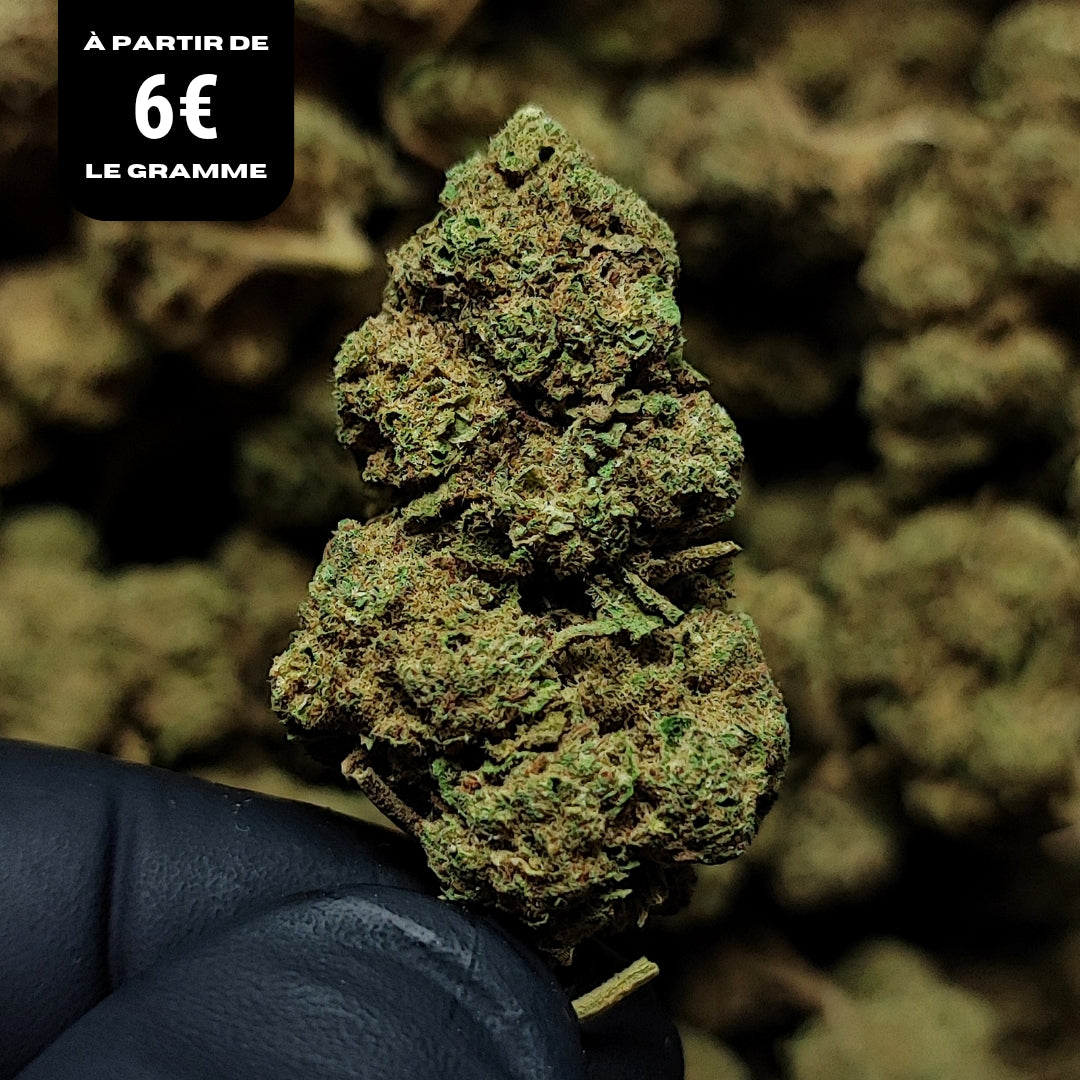 CANDY KUSH | STRONG 20% | GLASSHOUSE