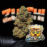 ZUSHI | STR ++ 50% 🤯 | INDOOR