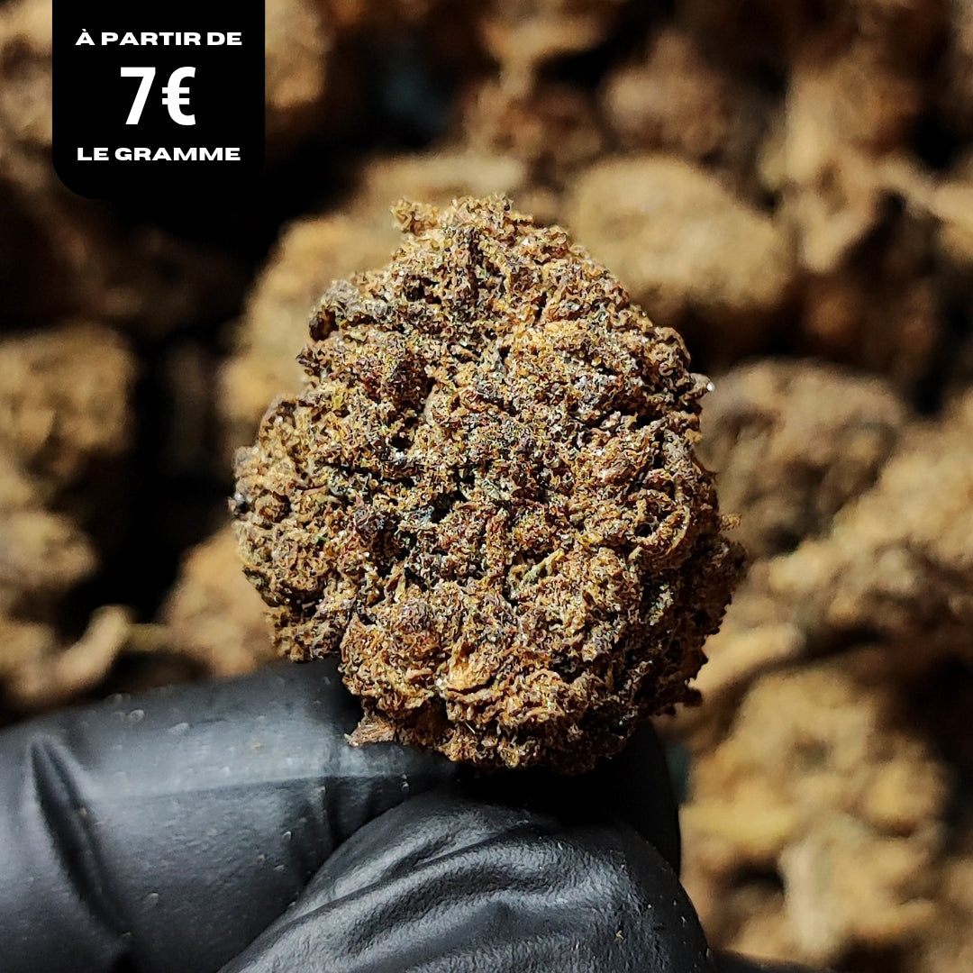 GORILLA COOKIES | STR 50% 🤯 | GLASSHOUSE