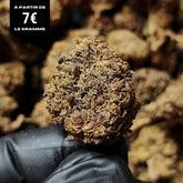 GORILLA COOKIES | STR 50% 🤯 | GLASSHOUSE
