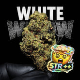 WHITE WIDOW | STR ++ 50% 🤯 | INDOOR