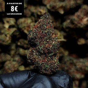 GUAVA ICE | X-TREM 2.0 30% | INDOOR