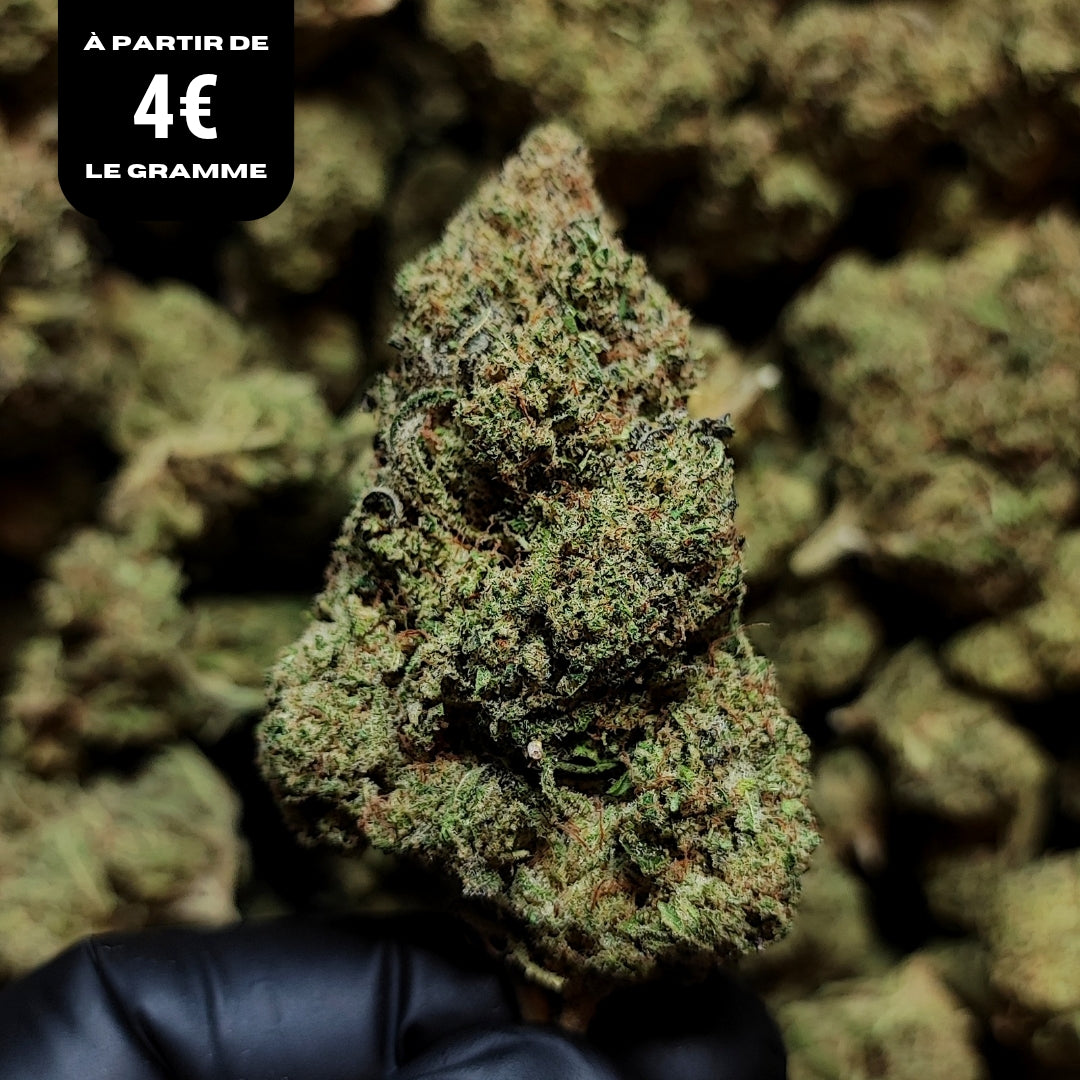 BUBBLEGUM | CBD | INDOOR