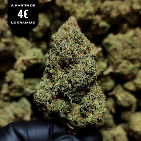 BUBBLEGUM | CBD | INDOOR