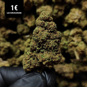 WHITE WIDOW | CBD | OUTDOOR | 10G