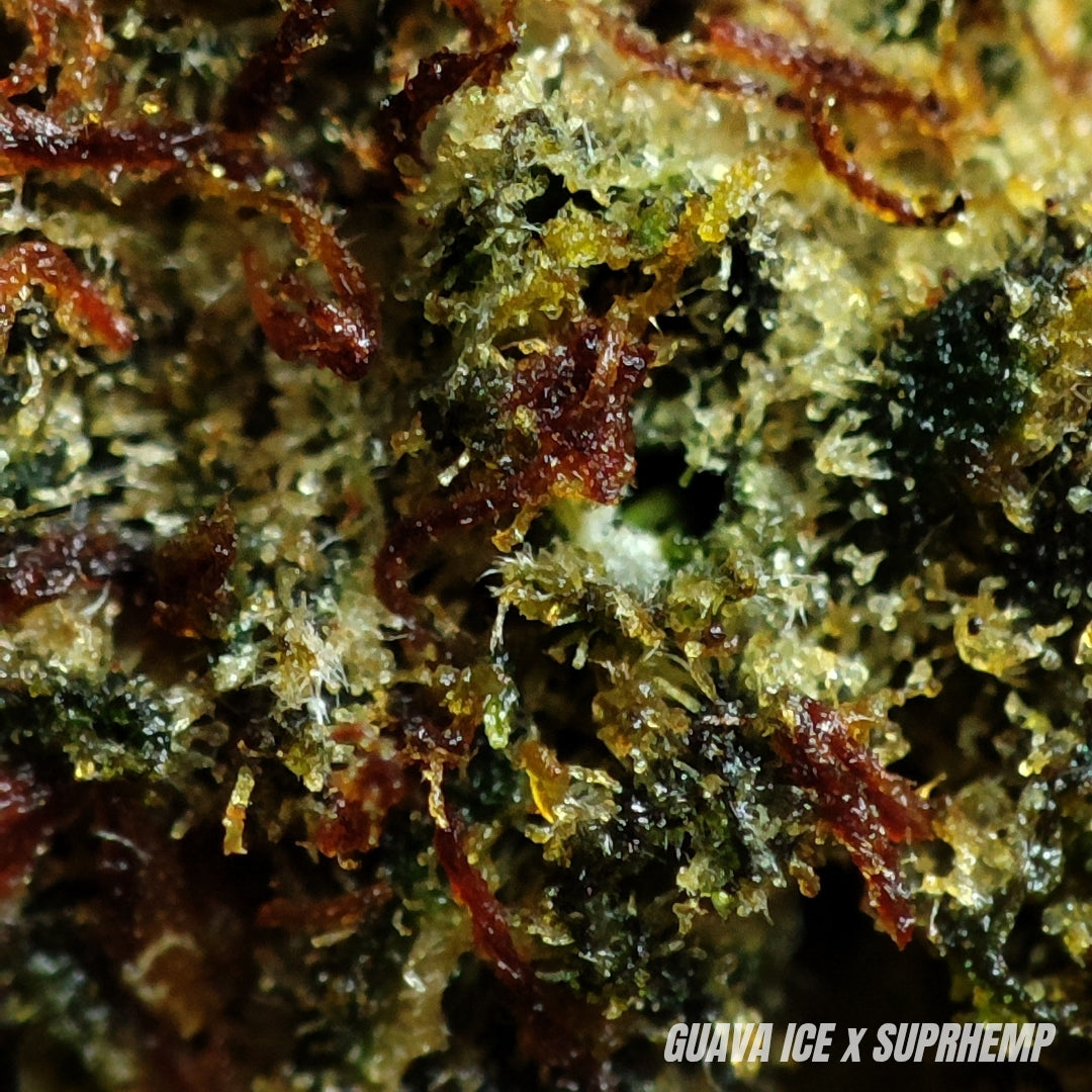 GUAVA ICE | X-TREM 2.0 30% | INDOOR