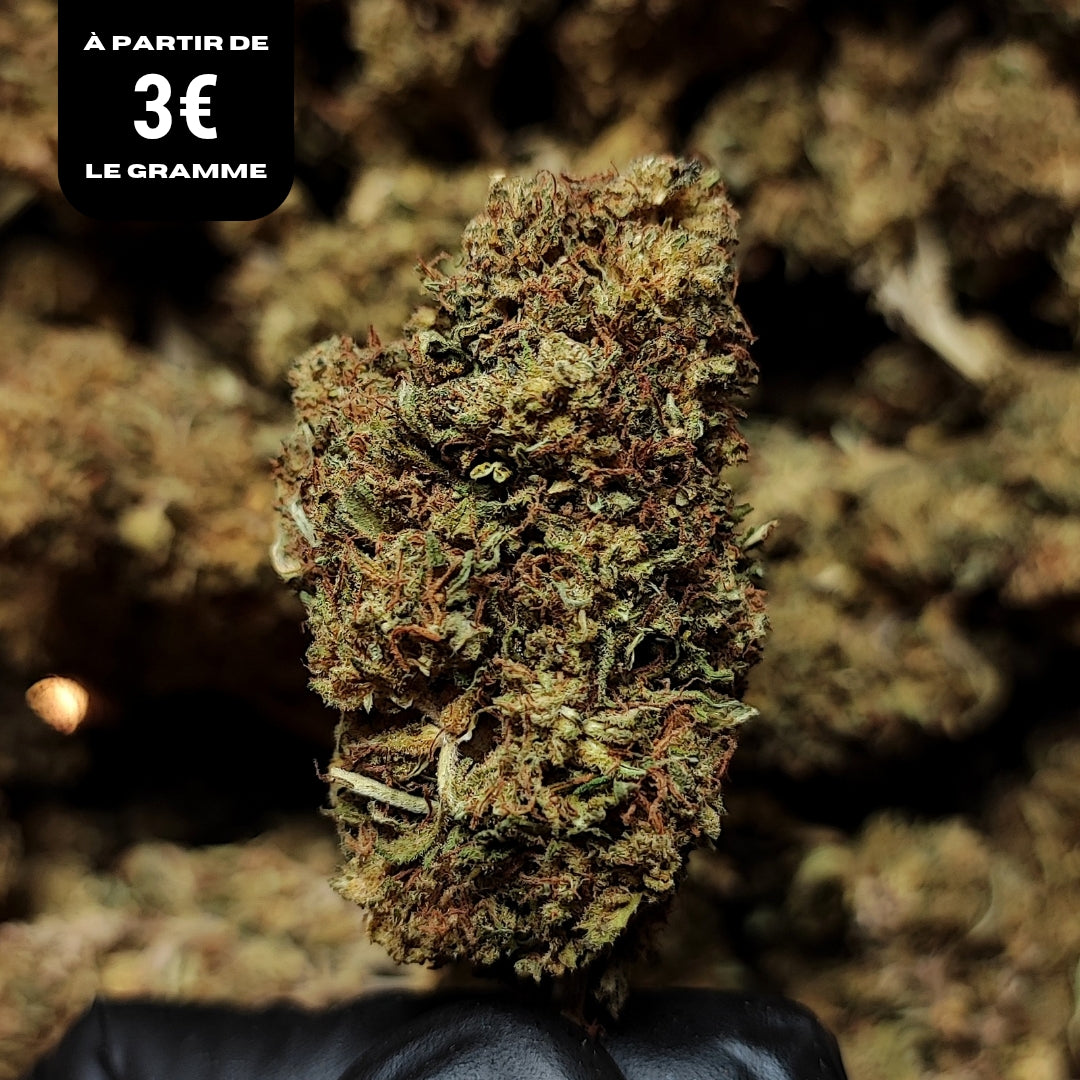 WATERMELON | CBD | GLASSHOUSE
