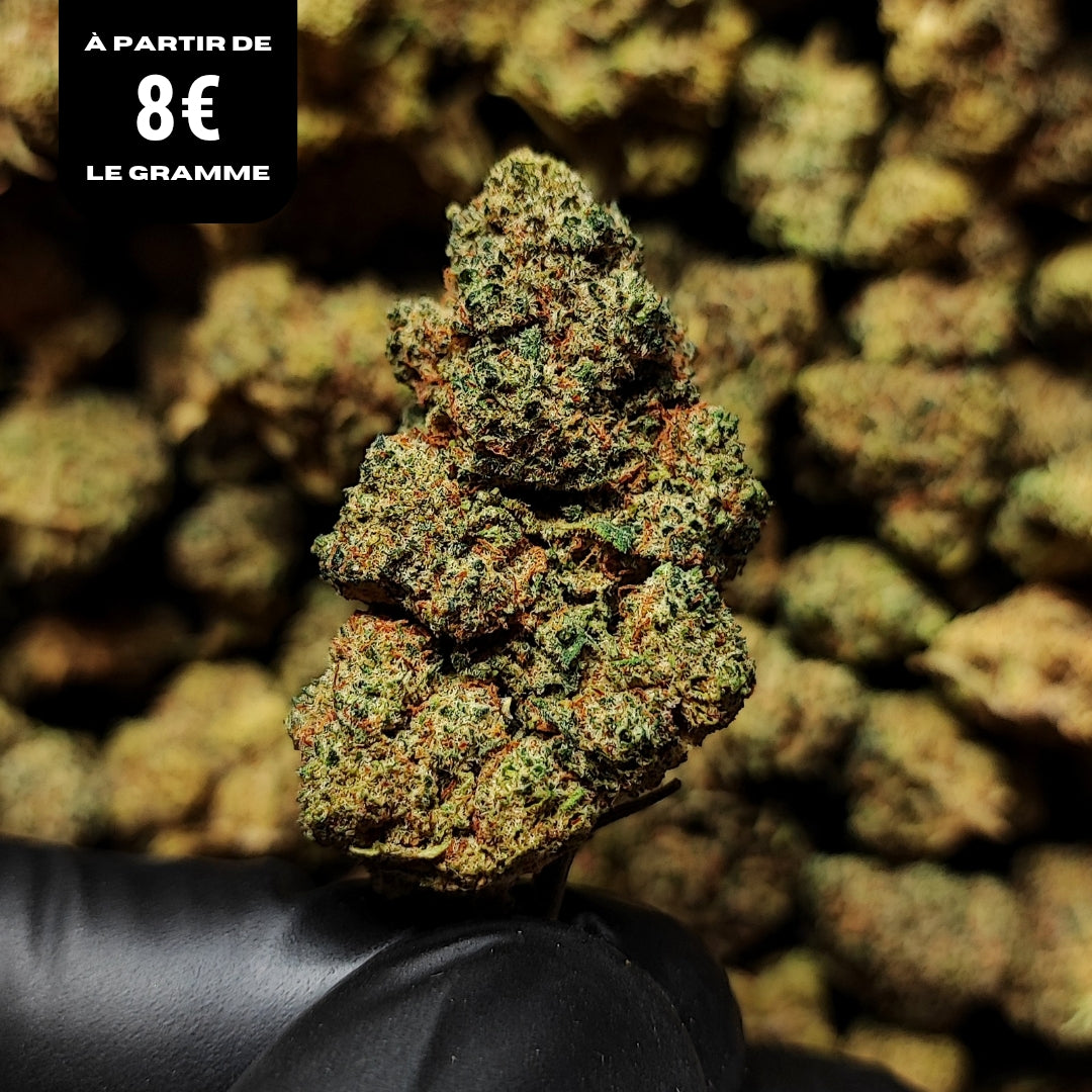 ZUSHI | STR ++ 50% 🤯 | INDOOR