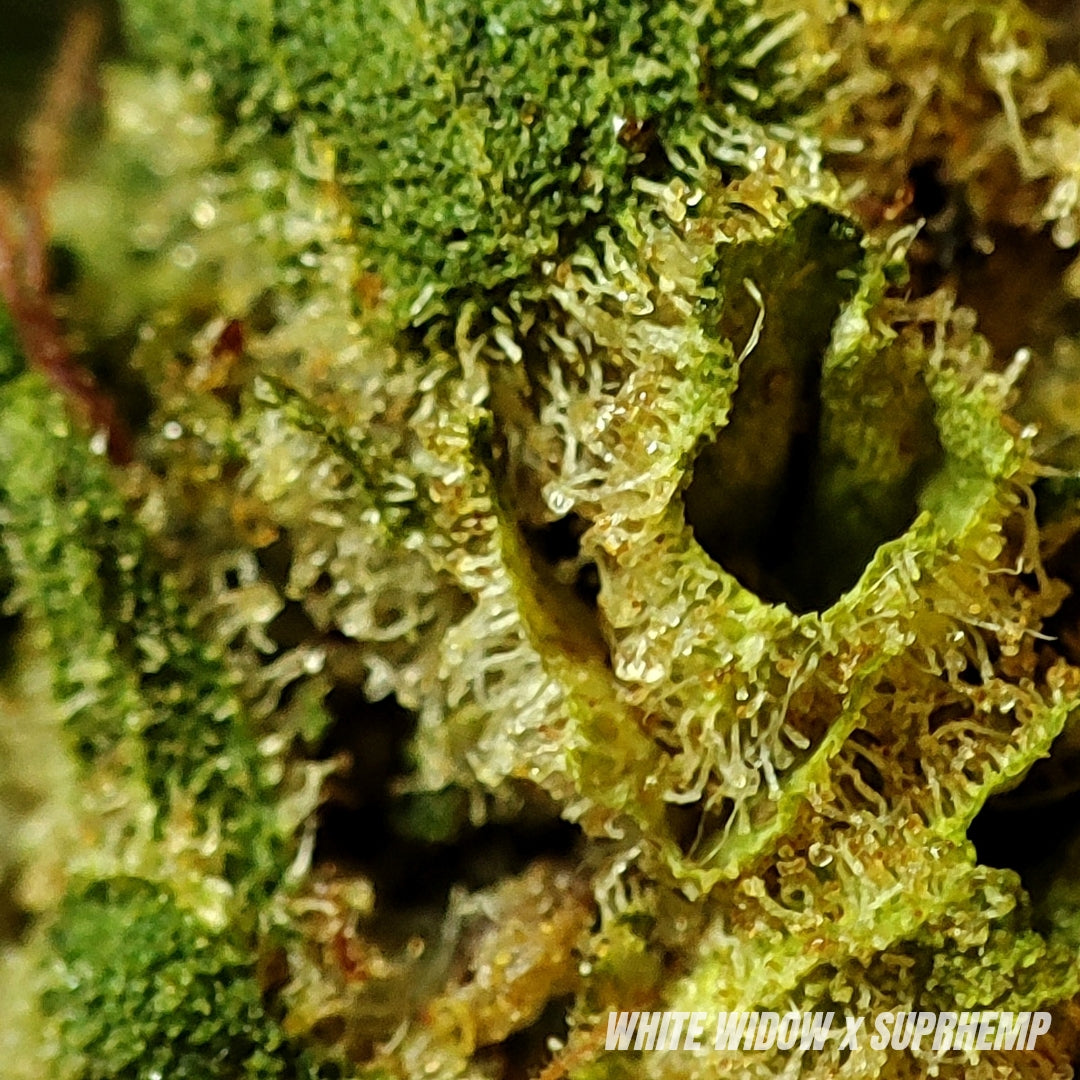 WHITE WIDOW | STR ++ 50% 🤯 | INDOOR