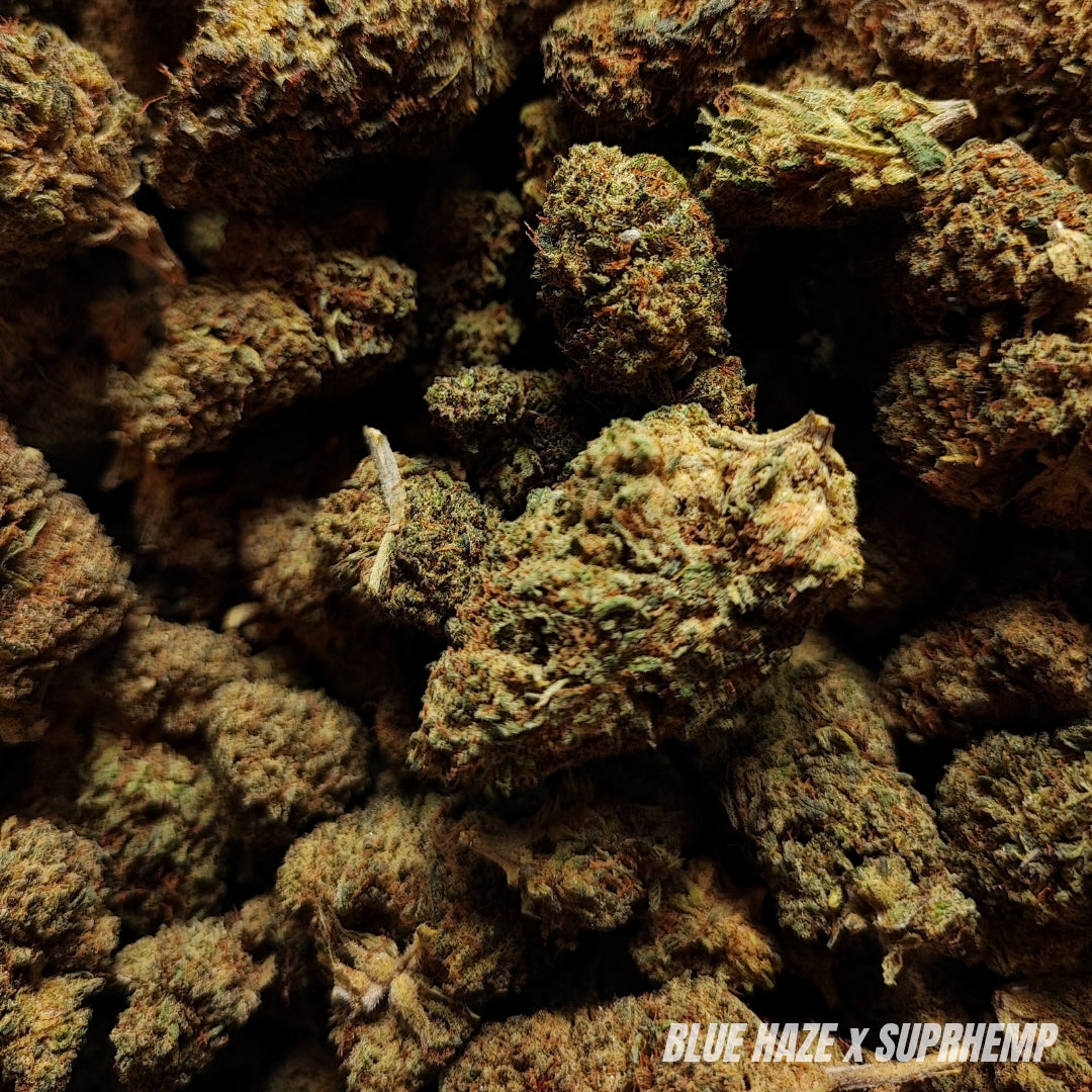 BLUE HAZE | STR ++ 50% 🤯 | INDOOR